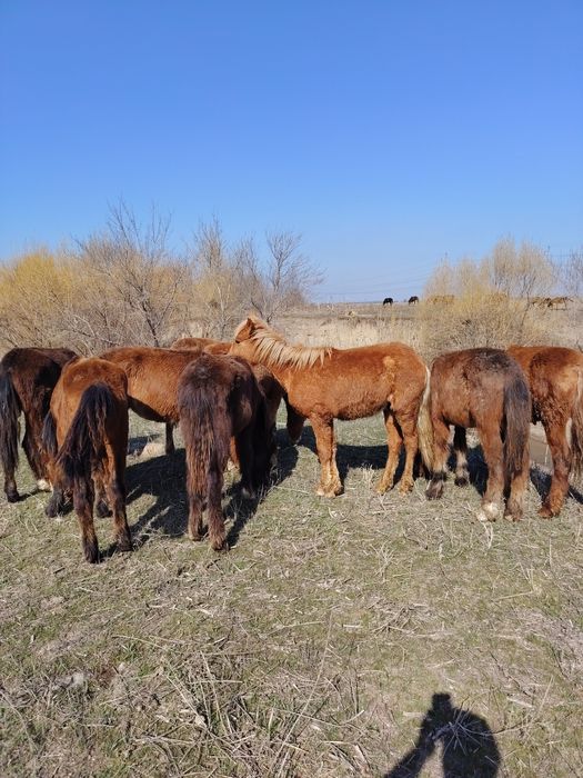 9 бас жабағы 250 мын