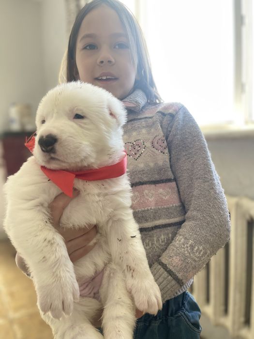 Продам щенков САО тобет