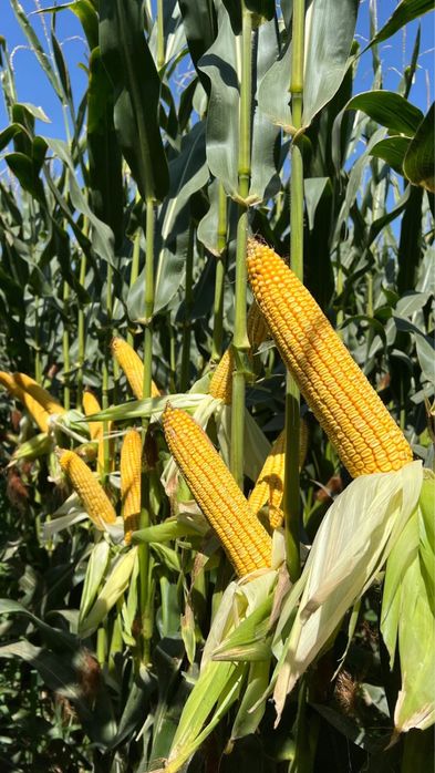 Семена кукурузы Limagrain все виды LG