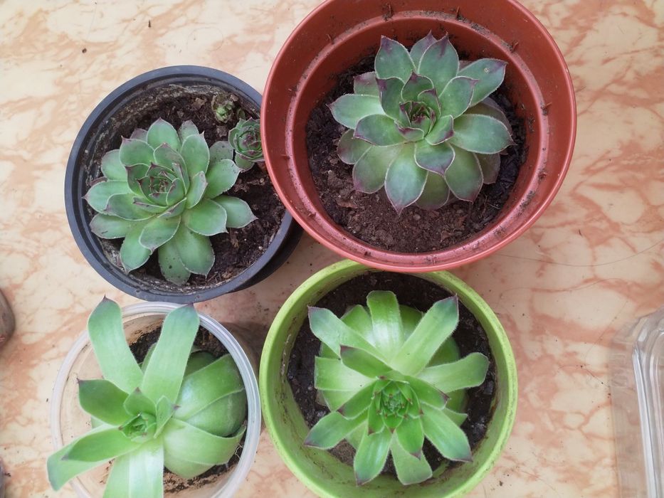 Градински цветя Сукуленти