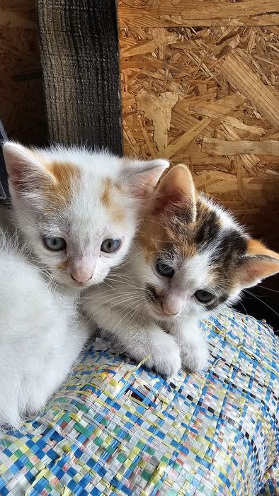 Pisica de adoptat