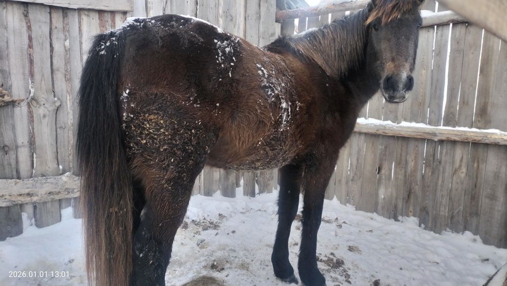 Продам       кунан