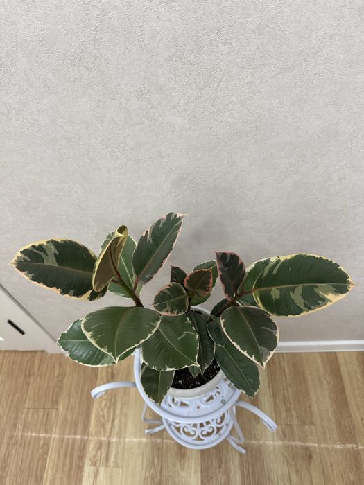 Фикус 7000 тенге