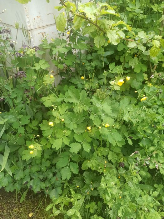 Чистотел свежий и сушеный