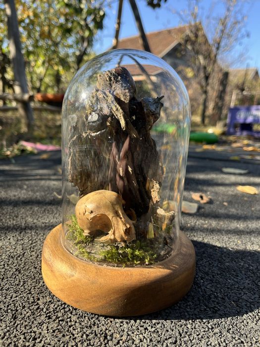 Insectar insecte bijuterie cadou