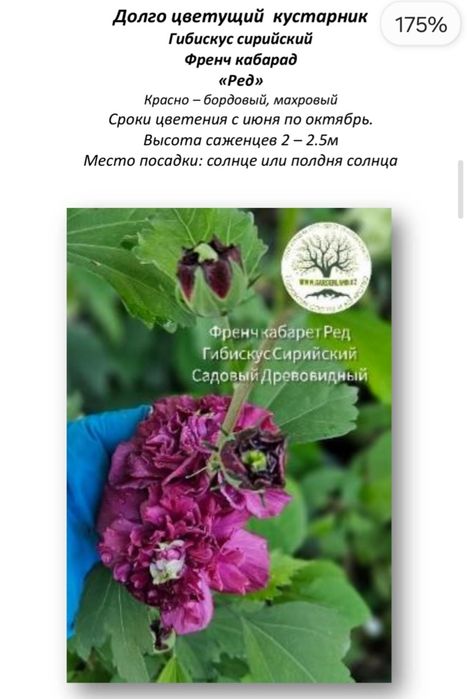 Гибискус древовидный, садовый, махровый - 5 сортов