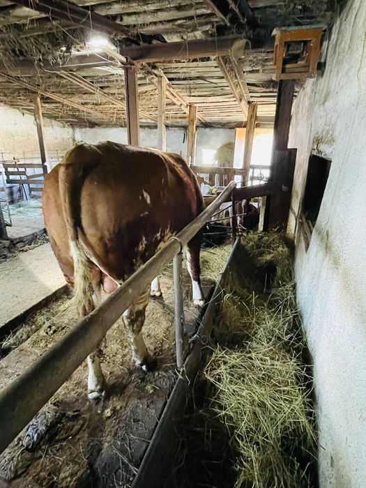 Бука смминтал 2жас 3 ай