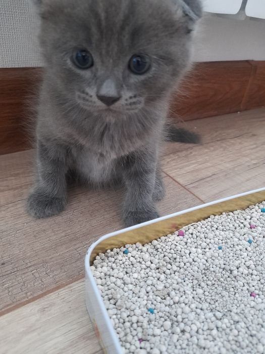 Шотландские  веслоухие котята