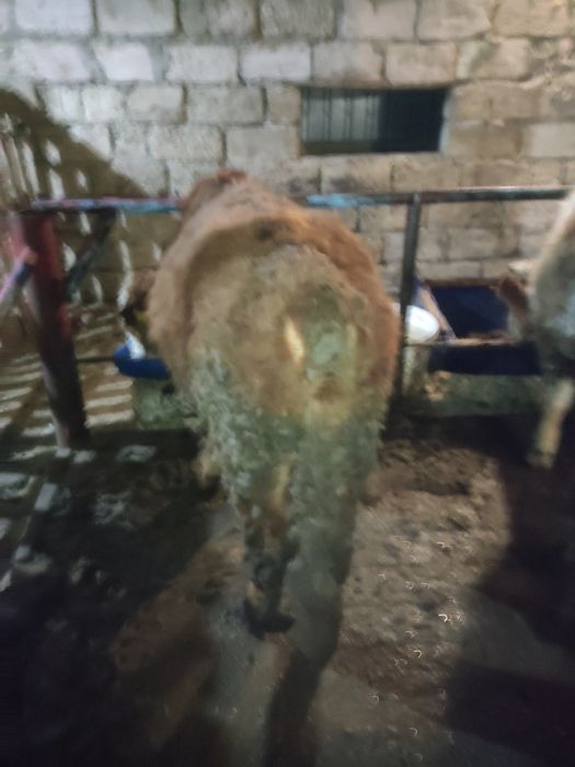 Осы екі баспак сатылады