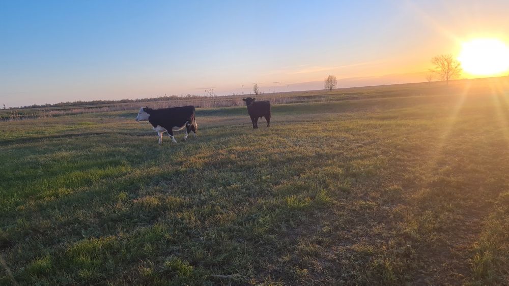 Бұқа баспақтар (бычки) сатамын