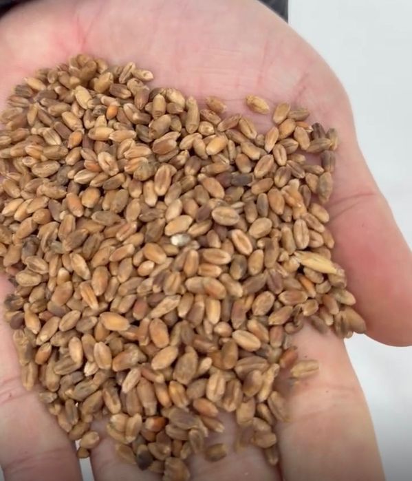 Продам пшеницу с запахом солода. Сухая и очищенная.