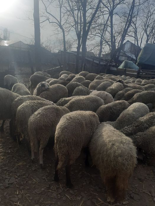 Oi de vânzare,chiar și pe alese