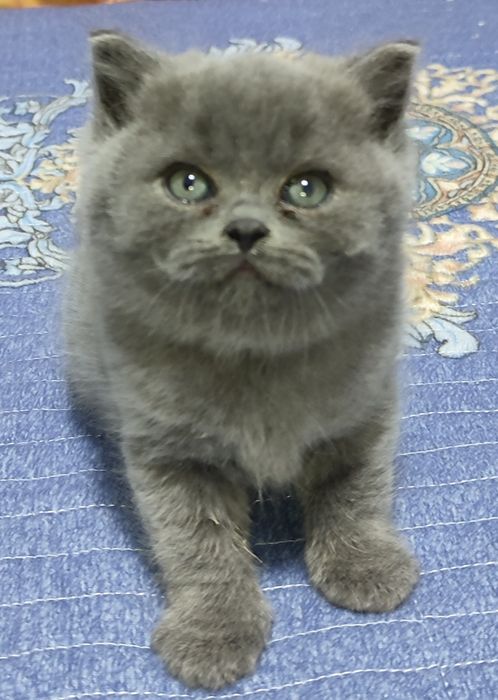 Продаются котята