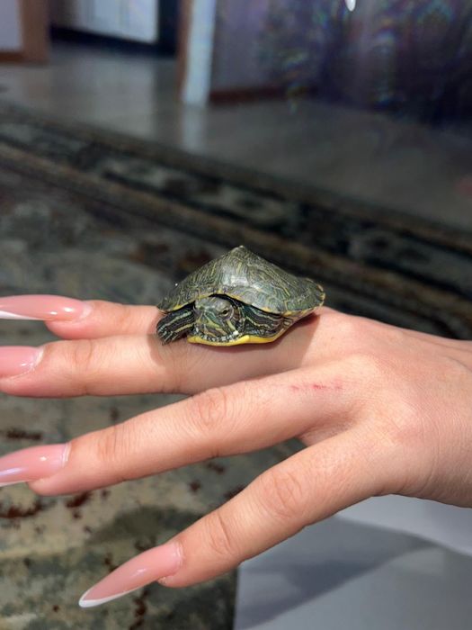 Черепаха для вашего ребенка