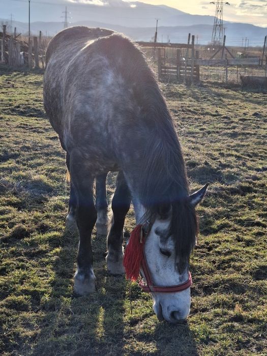 Vand iapa frumoasa, sanatoasa, cuminte,  fara nici un fel de defect.