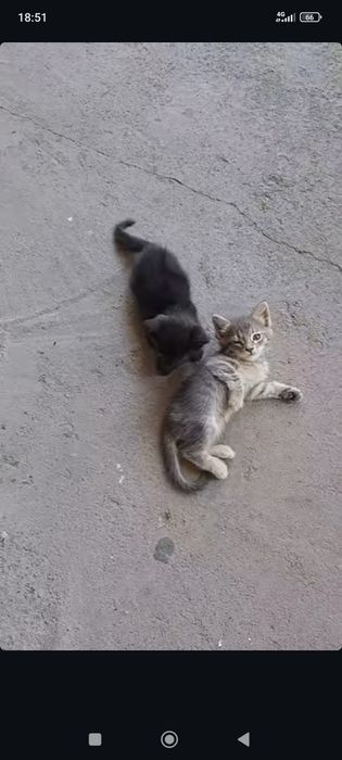 Hadyaga mushuklar