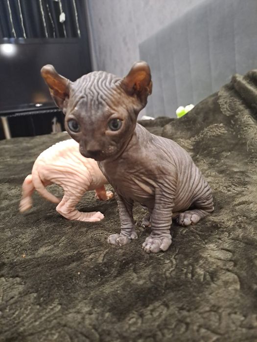 Очаровательные сфинксы левкой и эльф