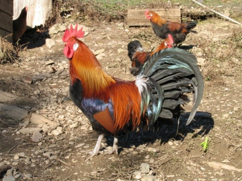 Продаже Петухи молодые  взрослые