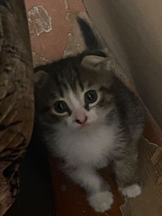 Отдам котят в добрые руки. Деаочки 2 месяца. Кушают в лоток ходят.