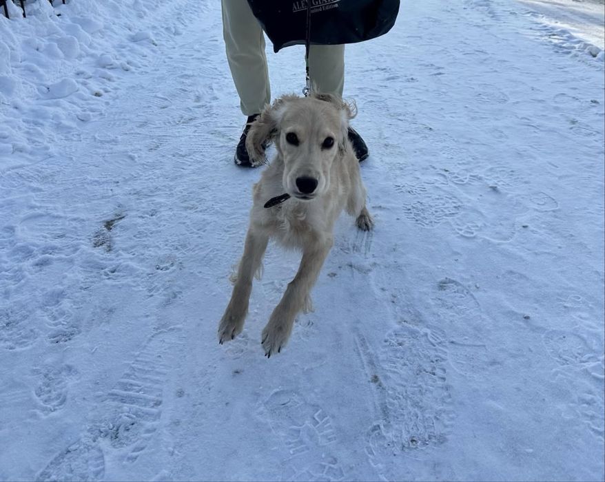 Англиский спаниель 8 мес
