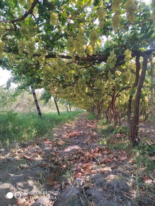 Узумчилик богдорчилик куп йуналиш бизнес таёр ишлаётган фирма