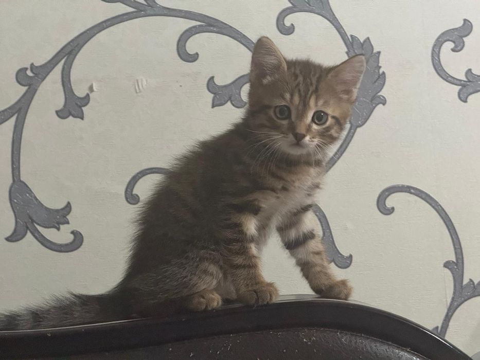 Отдам 4х месячного котенка