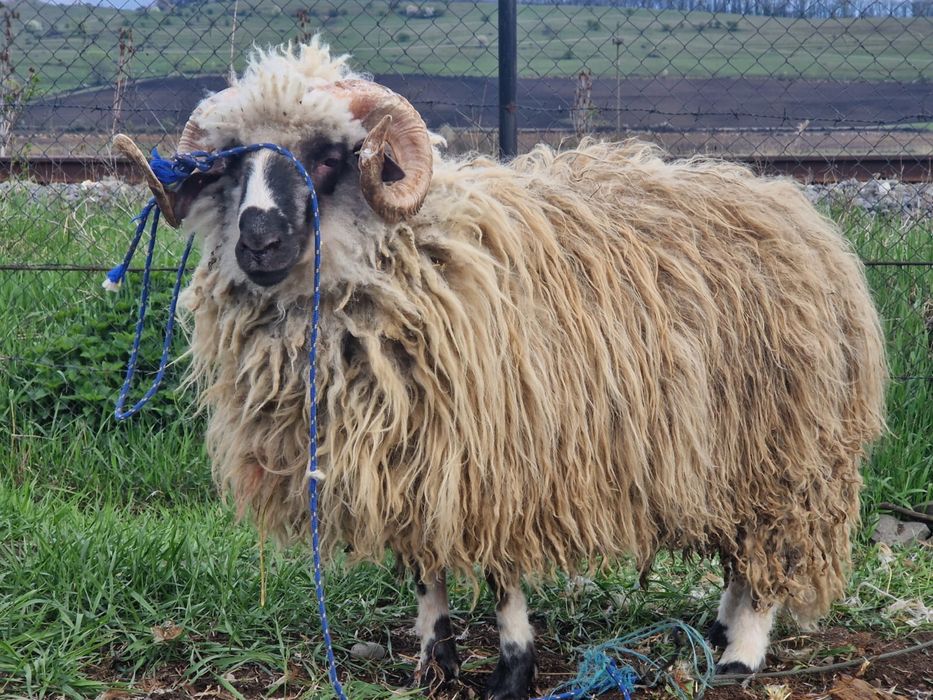 60 kg mior crecut cu cereale  pret 1200 lei