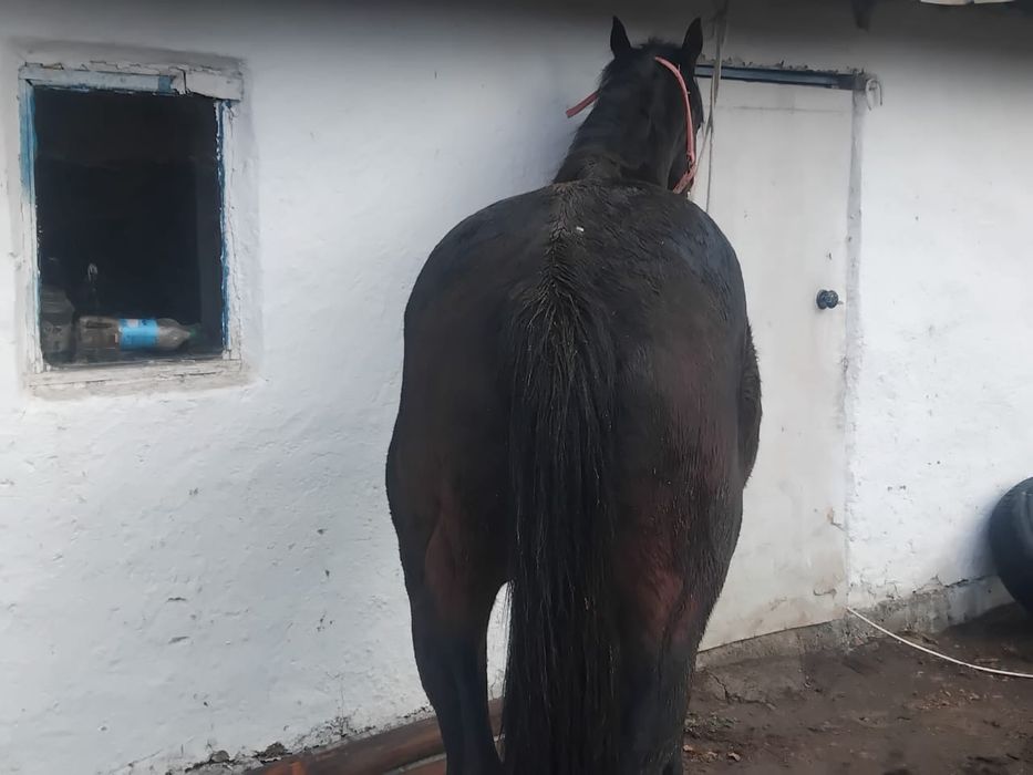 Таза қанды айғыр сатылады