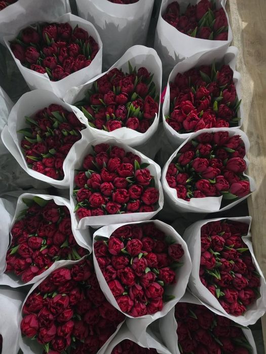 Тюльпаны Доставка