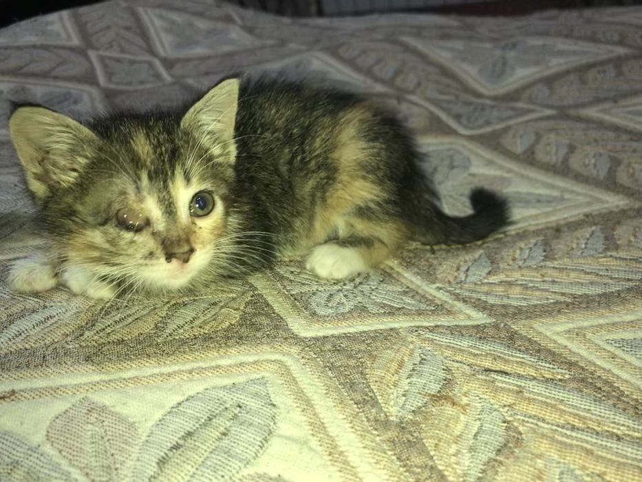 Отдам котят в добрые руки