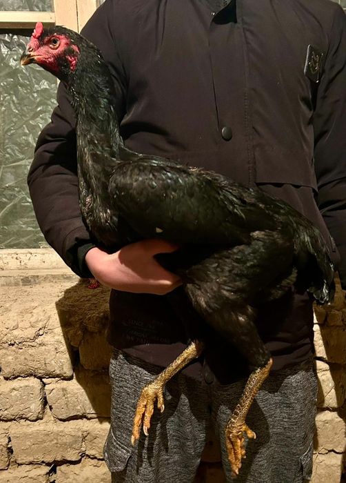 Дакан шоже 35.000