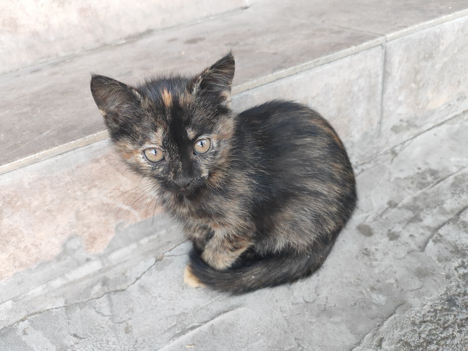 Отдам котят в хорошие руки