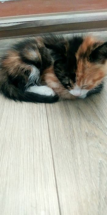 kichkina mushukcha
