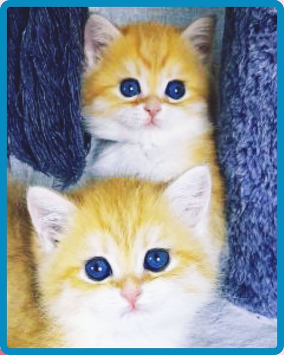 Продаются золотые шиншиллы