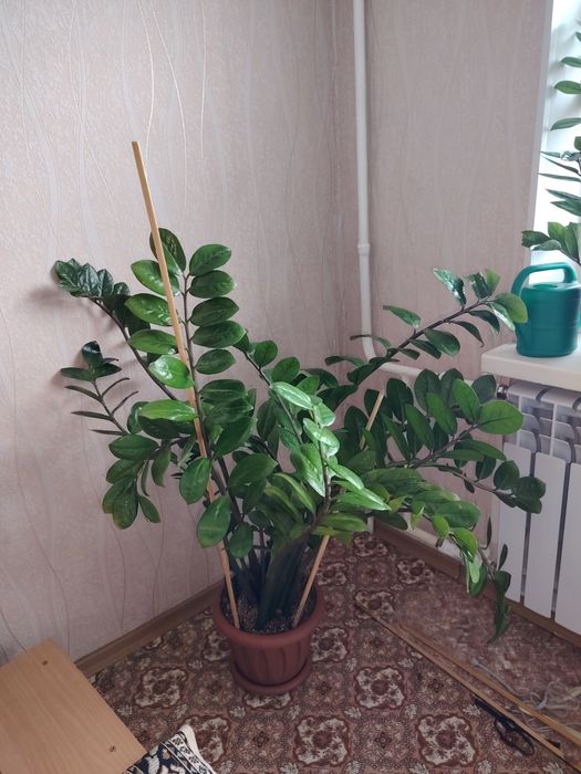 Продам долларовое дерево