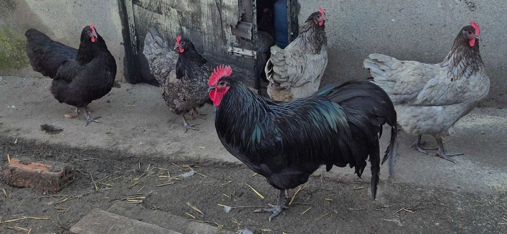 Ouă pentru incubat din rasa Australorp și moțate încălțate