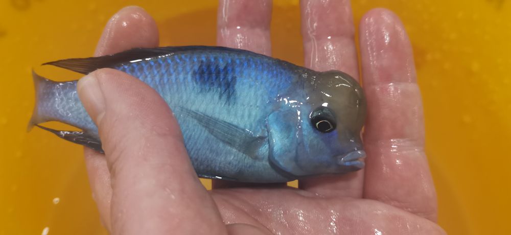 Рибки Африкански цихлиди