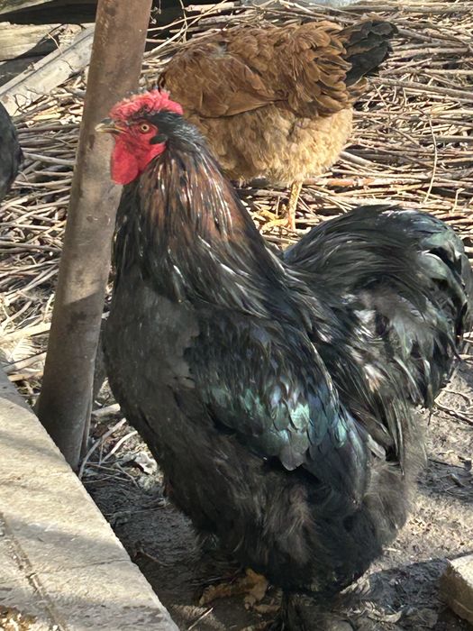 Продам курей, петухов молодых. Вывод 2025 июнь