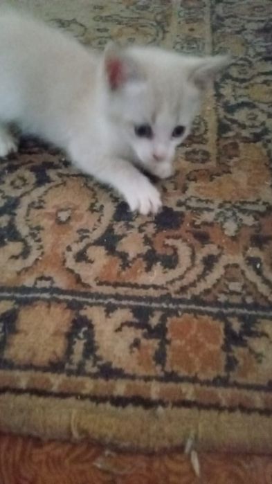 Отдам в добрые,хорошие руки