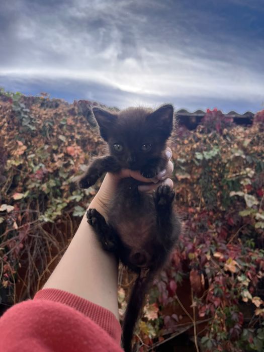 котята в добрые руки!