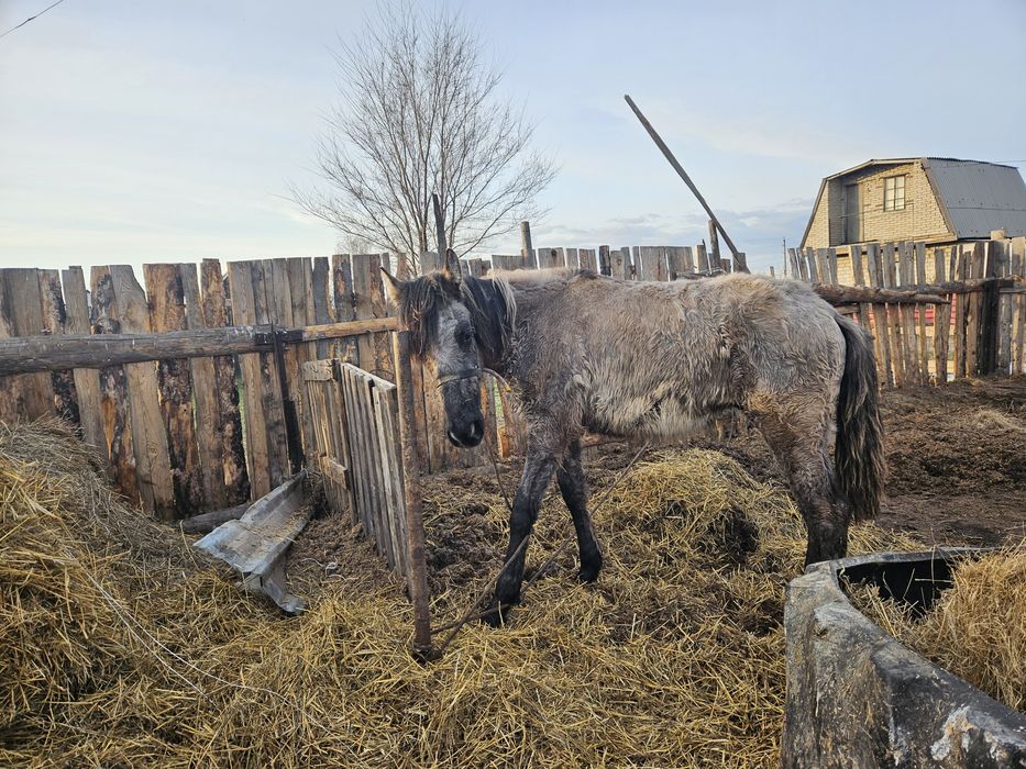 Продам жеребчика