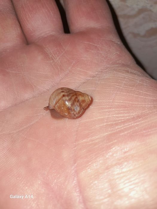 Продам домашних улиток