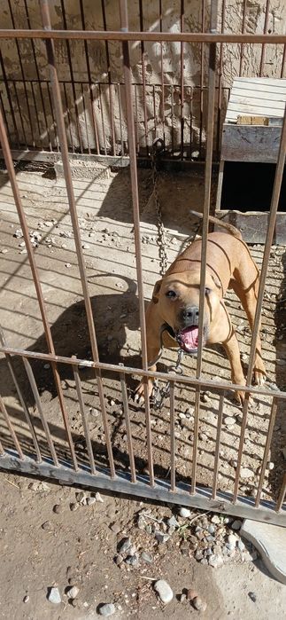 Питбуль рабочего разведения