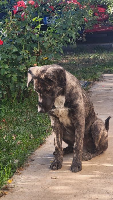 Catel pentru adoptie