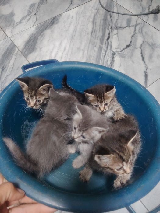 Отдам котят бесплатно