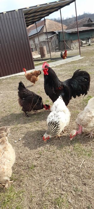 Vând pui de gaina, de o zi .