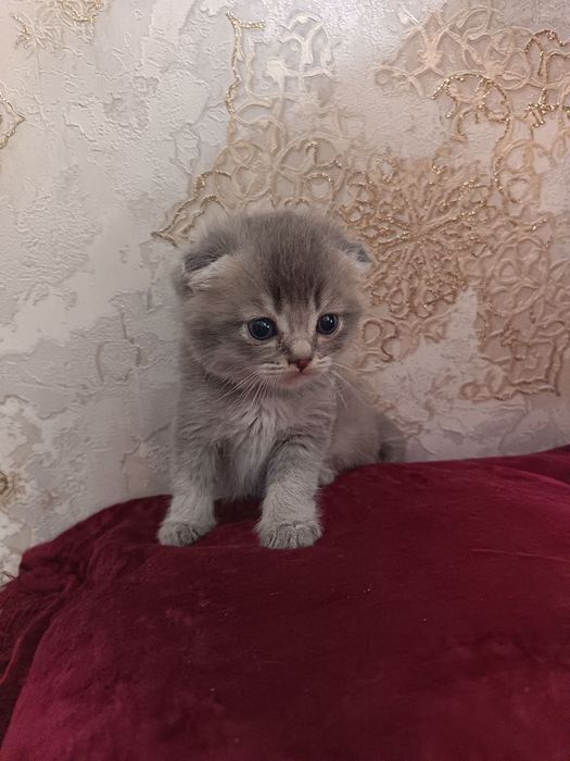 Мушукчалар сотилади зотдор