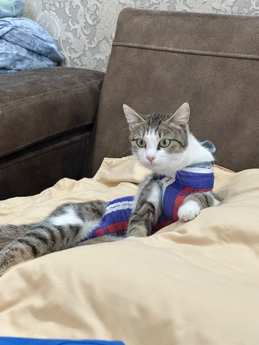 Котенок девочка! Стерилизована.