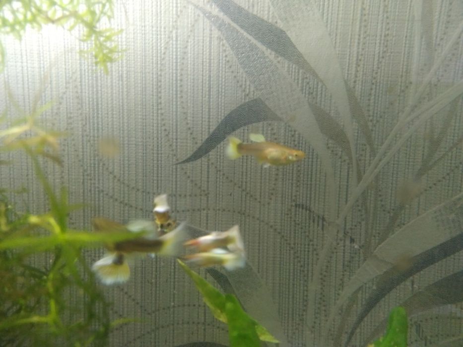 Продам гуппи чистая линия