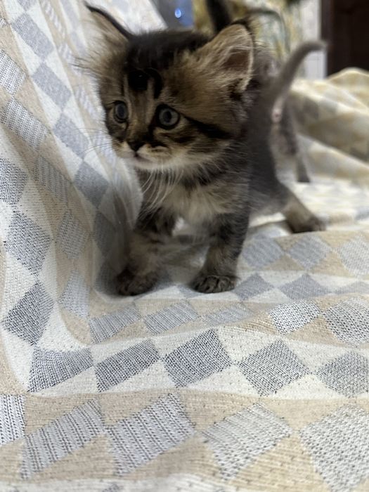 Скоттиш страйт котенок
